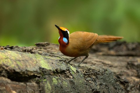 Rail-babbler (Eupetes macrocerus), Pahang, Malaysia