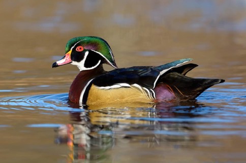 Wood Duck (Aix sponsa) male, British Columbia, Canada