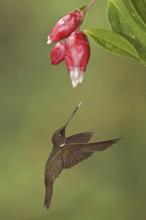 Brown Inca (Coeligena wilsoni), Ecuador