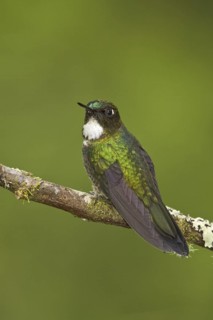 Tourmaline Sunangel (Heliangelus exortis) female, Ecuador