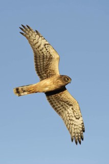Northern Harrier (Circus hudsonius) flying, Texas, USA