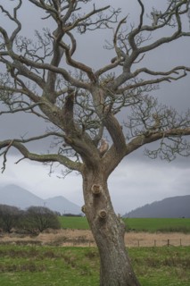 Close-up of a weather-beaten tree, nature photograph, nature photo, Lake District, England, Great