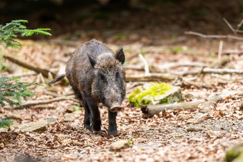 Wild boar (Sus scrofa) walking in a forest, Bavaria, Germany