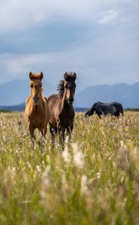 Two horses in focus, roaming across an open field with a mountainous background, Yssykköl,