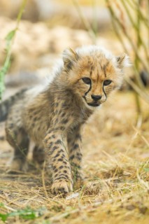 Cheetah (Acinonyx jubatus) youngster walking on a meadow, captive, occurrence Africa
