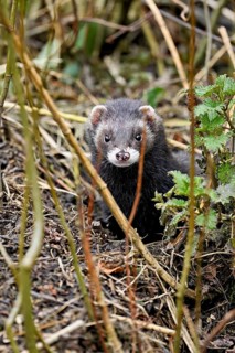 European polecat (Mustela putorius) or wood polecat, looking out of the undergrowth, captive,