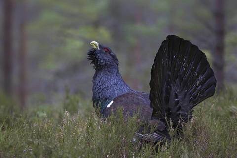 Western Capercaillie (Tetrao urogallus) male, Scotland, United Kingdom