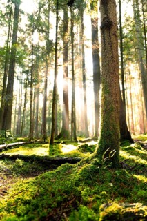 Sunlight shines through the forest and illuminates the green moss on the ground, Unterhaugstett,