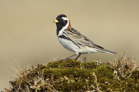 Lapland Longspur (Calcarius lapponicus) male, Alaska, USA