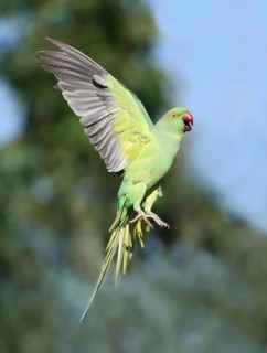 Rose-ringed Parakeet (Psittacula krameri) flying, France