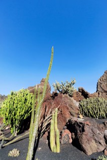 Cactus garden, succulent garden Jardín de Cactus, designed by César Manrique, Guatiza, Teguise,