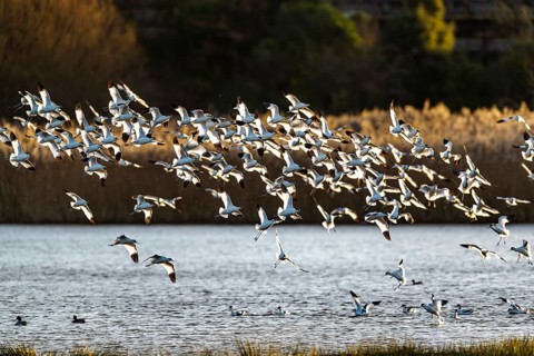 Pied Avocet, Recurvirostra avosetta, birds in flight over winter marshes, Devon, England, United