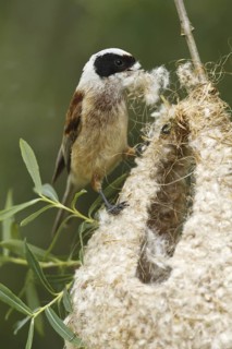 Eurasian Penduline Tit (Remiz pendulinus) male, Castile, Spain