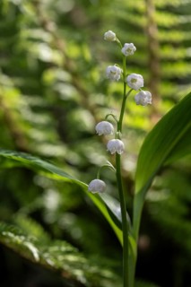 Lily of the valley (Convallaria majalis), Emsland, Lower Saxony, Germany