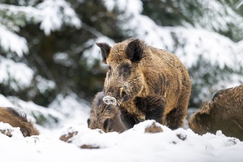 Wild boar (Sus scrofa) standing in a forest in winter, snow, Bavaria, Germany