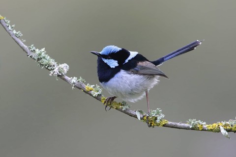 Superb Fairywren (Malurus cyaneus cyanochlamys) male perched on a branch, Victoria, Australia