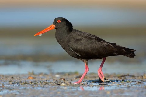 Sooty Oystercatcher (Haematopus fuliginosus) foraging, South Australia, Australia
