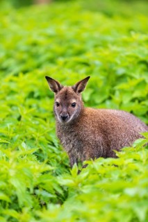 Red-necked wallaby or Bennett's wallaby (Macropus rufogriseus) sits amidst of a field of stinging