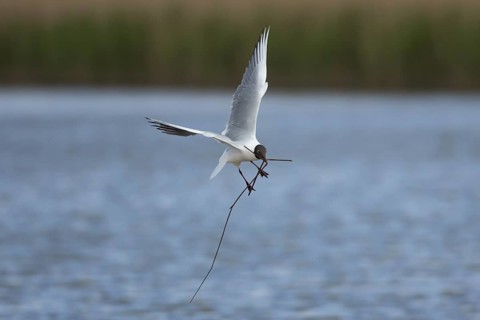 Black headed gull (Chroicocephalus ridibundus) adult seagull bird carrying nesting material in its