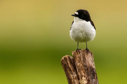 European Pied Flycatcher (Ficedula hypoleuca), male perched on a trunk, Castile and Leon, Spain