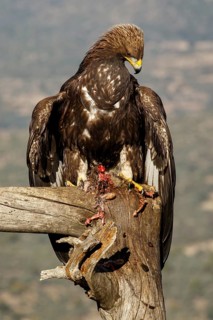 Golden Eagle (Aquila chrysaetos) immature, first winter plumage eating a rabbit, Castile and Leon,