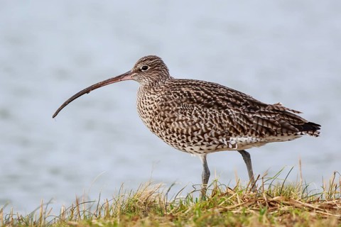 Eurasian Curlew (Numenius arquata), Netherlands