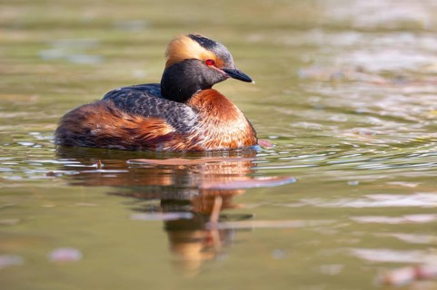Slavonian grebe (Podiceps auritus) swimming on a lake, Västergötland, Falköping, Sweden