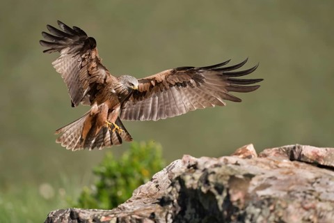 Black Kite (Milvus migrans), approach, Extremadura, Spain