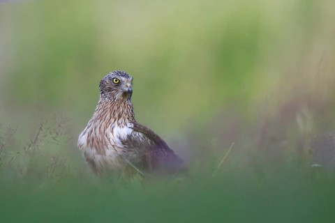 Western Marsh Harrier (Circus aeruginosus) male on grassland, Poland