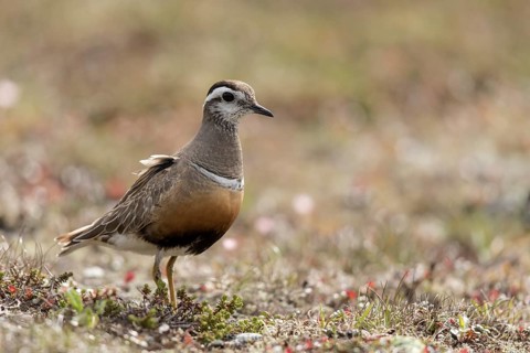 Eurasian Dotterel (Charadrius morinellus), Dalarna, Sweden