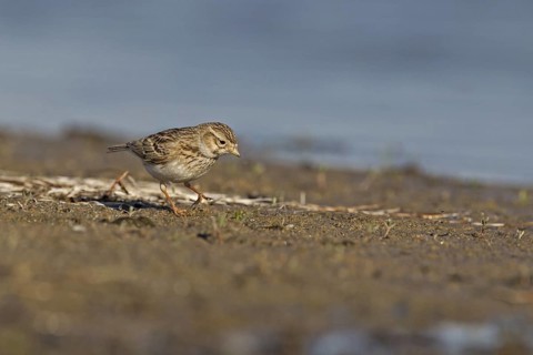 Asian Short-toed Lark (Alaudala cheleensis) on ground, Dornod Province, Mongolia