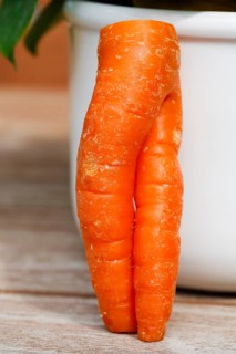 Carrot (Daucus carota subsp. sativus), funny carrot in the shape of trousers, carrot trousers,