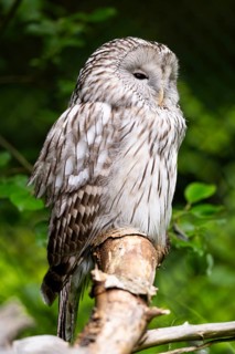 Ural owl (Strix uralensis) sitting on a branch, Bavaria, Germany