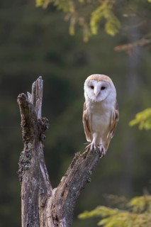 One barn owl (Tyto alba) sitting on top of a tree stump. A green forest in the distant background