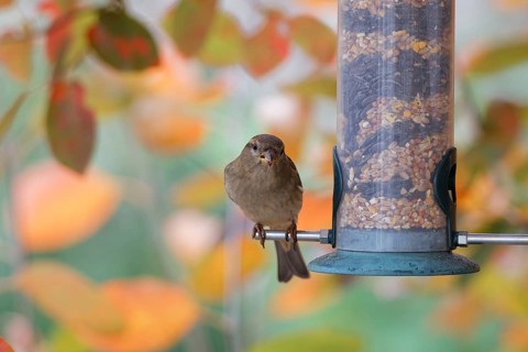 House sparrow (Passer domesticus) perched on a garden bird feeder filled with mixed seeds, eating