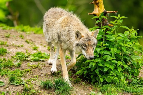 Eurasian wolf (Canis lupus lupus) in a forest, Austria