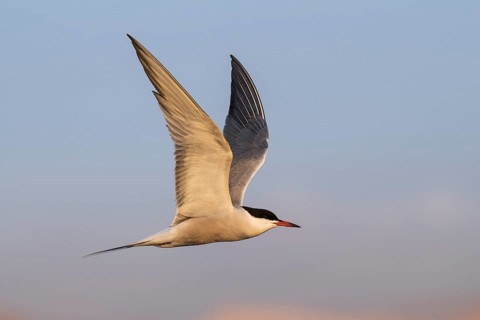 Common Tern (Sterna hirundo) flying, Eilat, Israel