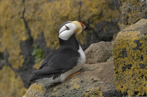 Horned Puffin (Fratercula corniculata), Alaska, USA