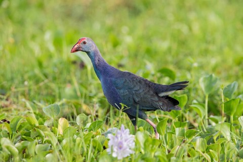 Grey-headed Swamphen (Porphyrio poliocephalus) foraging, Sri Lanka
