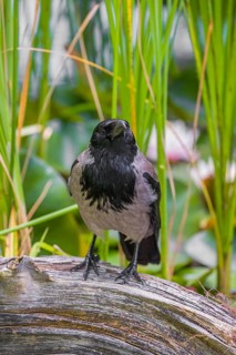 An adult hooded crow (Corvus cornix), sits on a branch in a garden pond