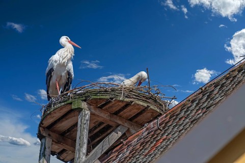 White stork (Ciconia ciconia) in the nest, cloudy sky, Lauf an der Pegnitz, Middle Franconia,