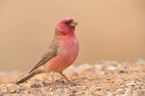 Sinai bullfinch, (Carpodacus synoicus), animals, birds, also Sinai bullfinch, finch family, Israel