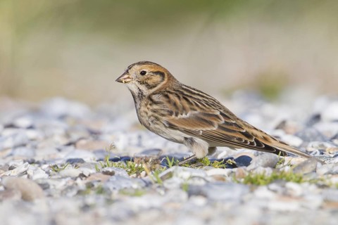 Lapland Longspur - Spornammer - Calcarius lapponicus ssp. lapponicus, Germany