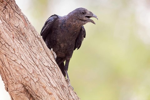 Bristle Raven, (Corvus rhipidurus), animals, birds, raven, raven, passerine bird of the raven