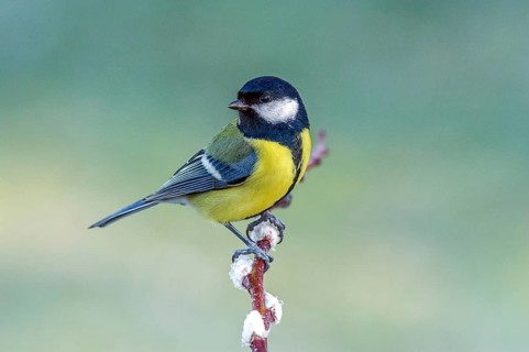 Great Tit (parus major) Great Tit • Baden-Württemberg, Germany, Baden-Württemberg, Federal Republic