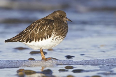 Black Turnstone (Arenaria melanocephala), British Columbia, Canada