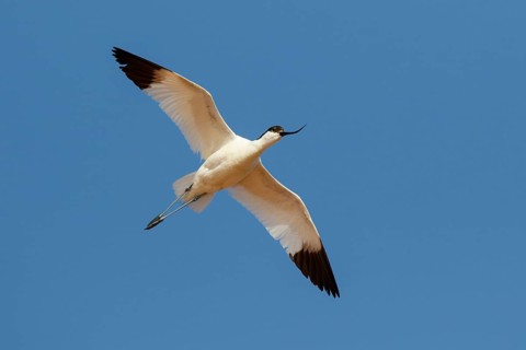 Pied Avocet (Recurvirostra avosetta) flying, Lesvos, Greece