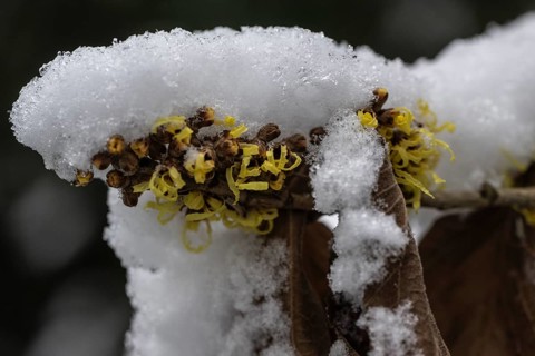 Witch hazel (Hamamelis mollis Pallida) in the snow, Emsland, Lower Saxony, Germany