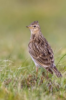 Eurasian Skylark (Alauda arvensis) in field, Gorski kotar, Croatia