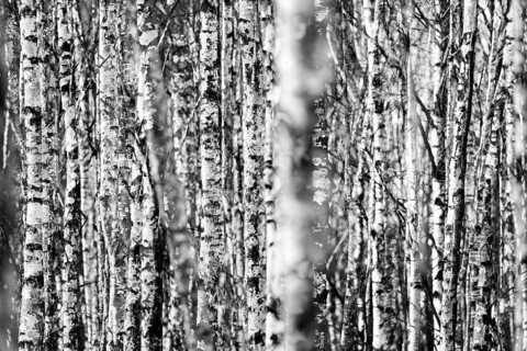 Birch forest as a natural burial grave site, Hofgeismar, Weser Uplands, Weserbergland, Hesse,
